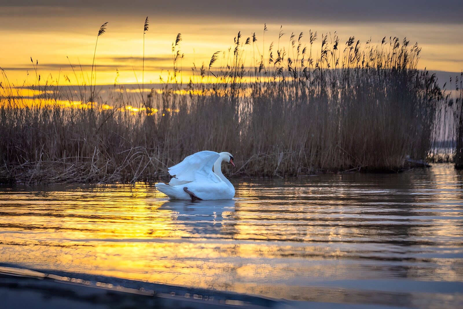 TPDE58513: Schwan im Abendlicht