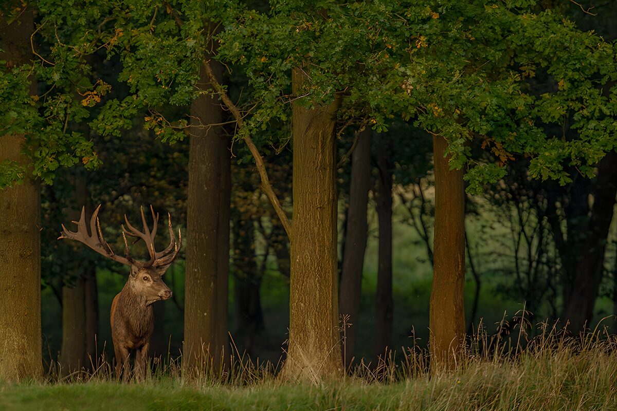 Reh im Wald bei Sonnenuntergang