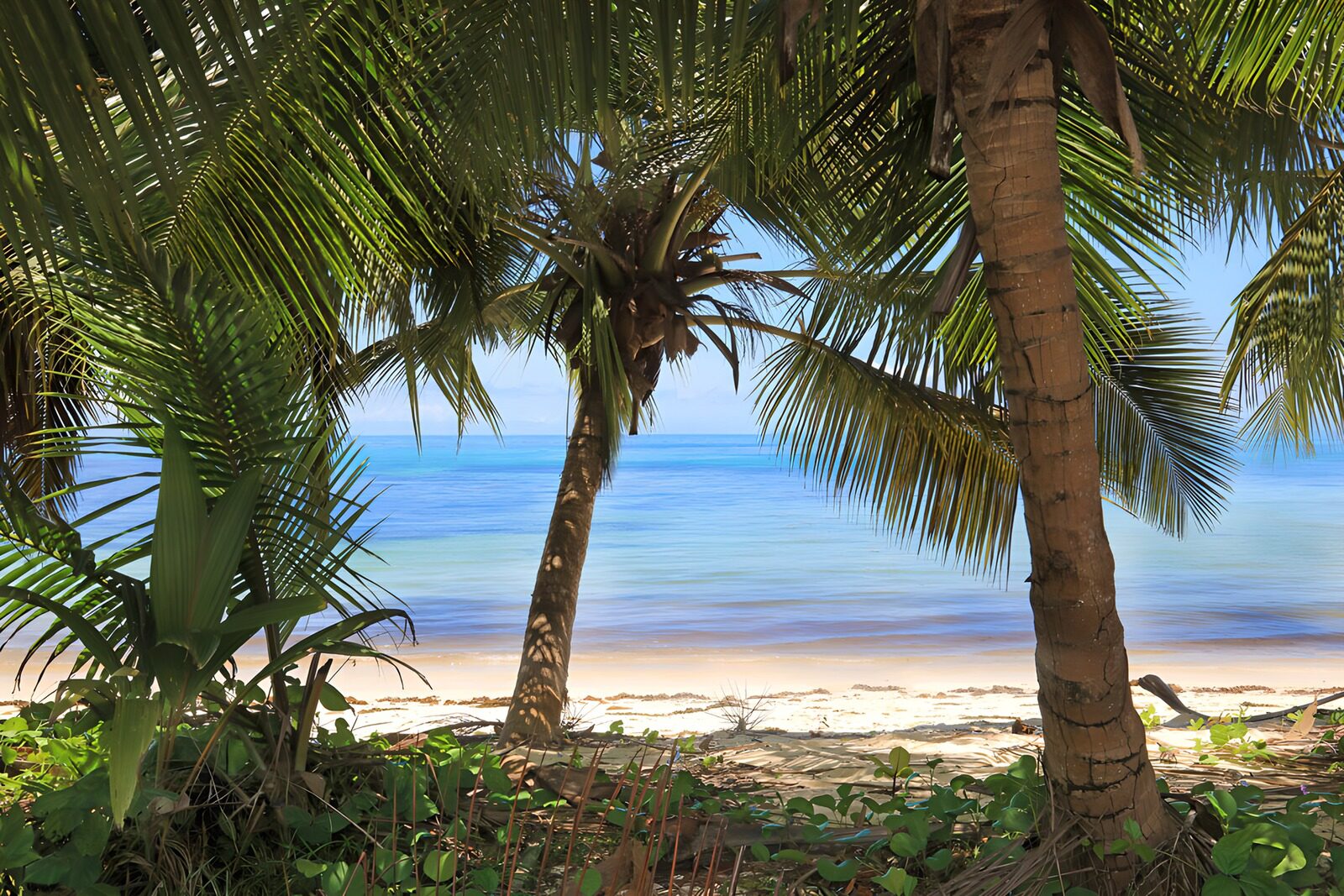 TPDE11259: Paradiesischer Strandblick zwischen Palmen
