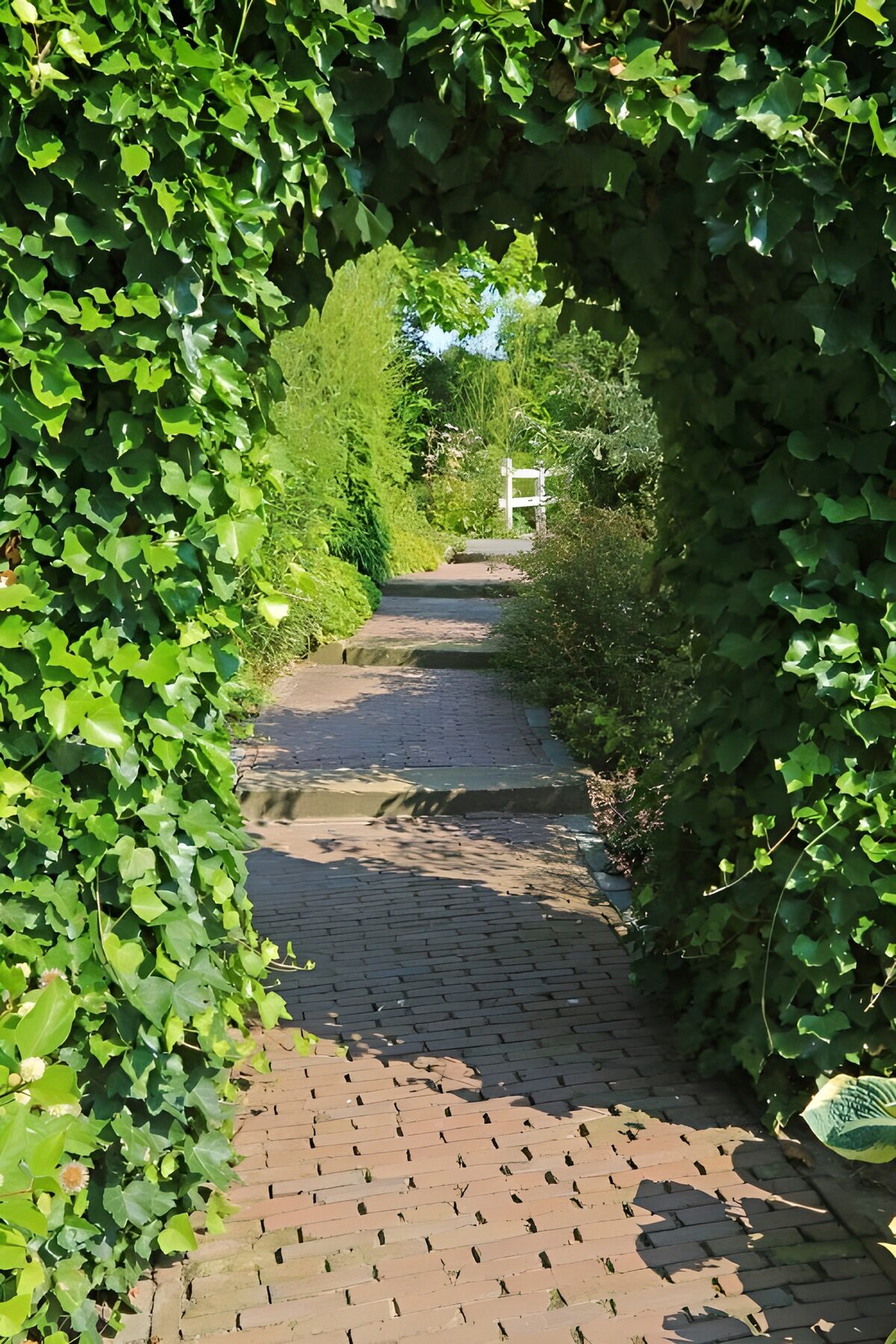 TPDE53991:  Efeubewachsenes Spalier über einem Fußweg