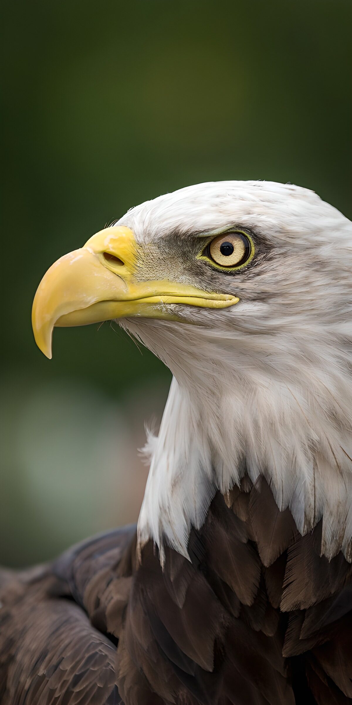 TPDE58296: Majestätischer Weißkopfseeadler