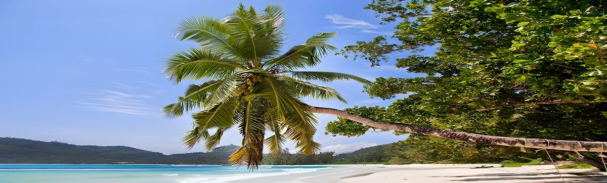 TPDE43219: Das blaue Wasser des Meeres, der weiße Strand, eine Palme- Luxus pur!