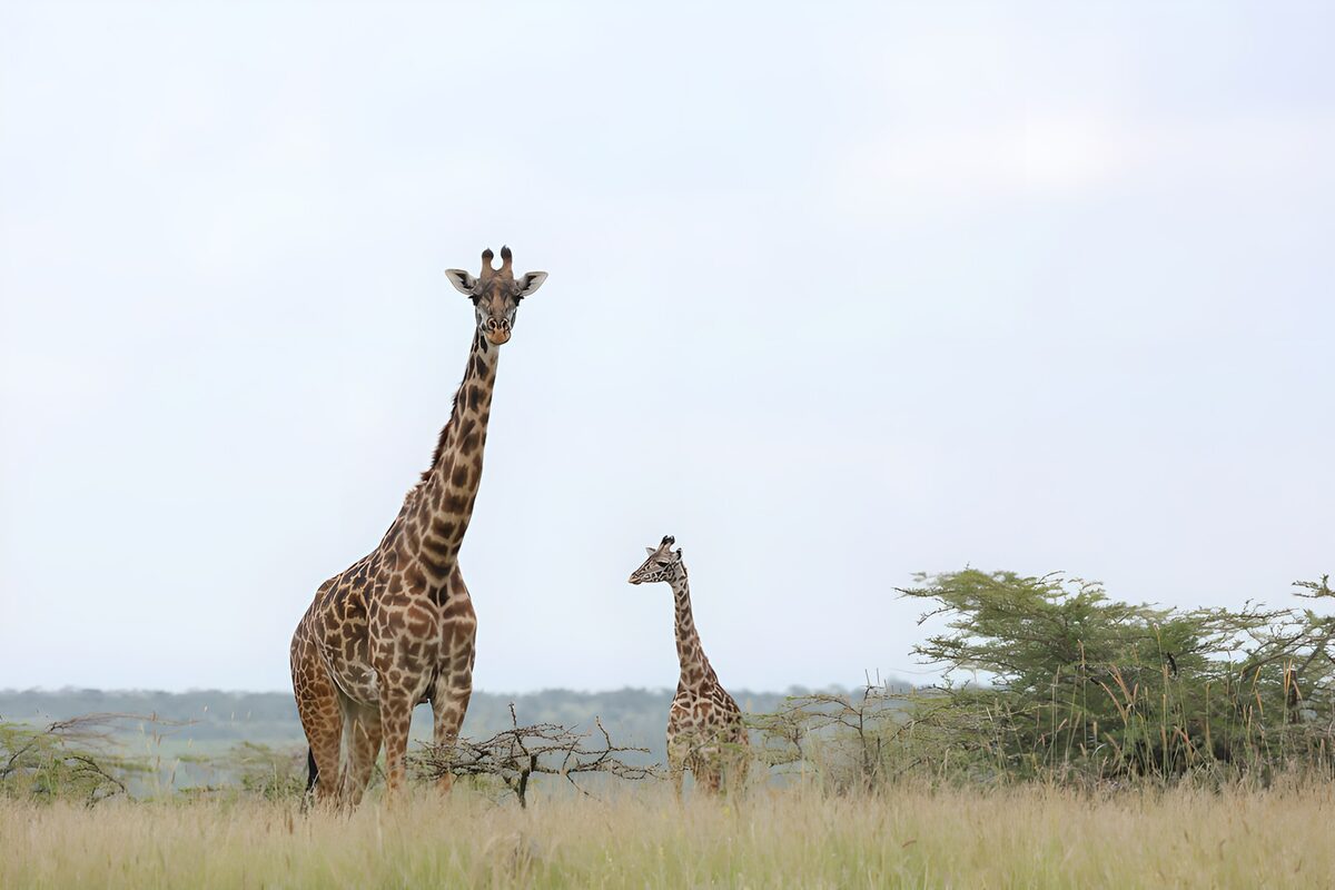 Ein neugieriges Giraffenpaar im Gras