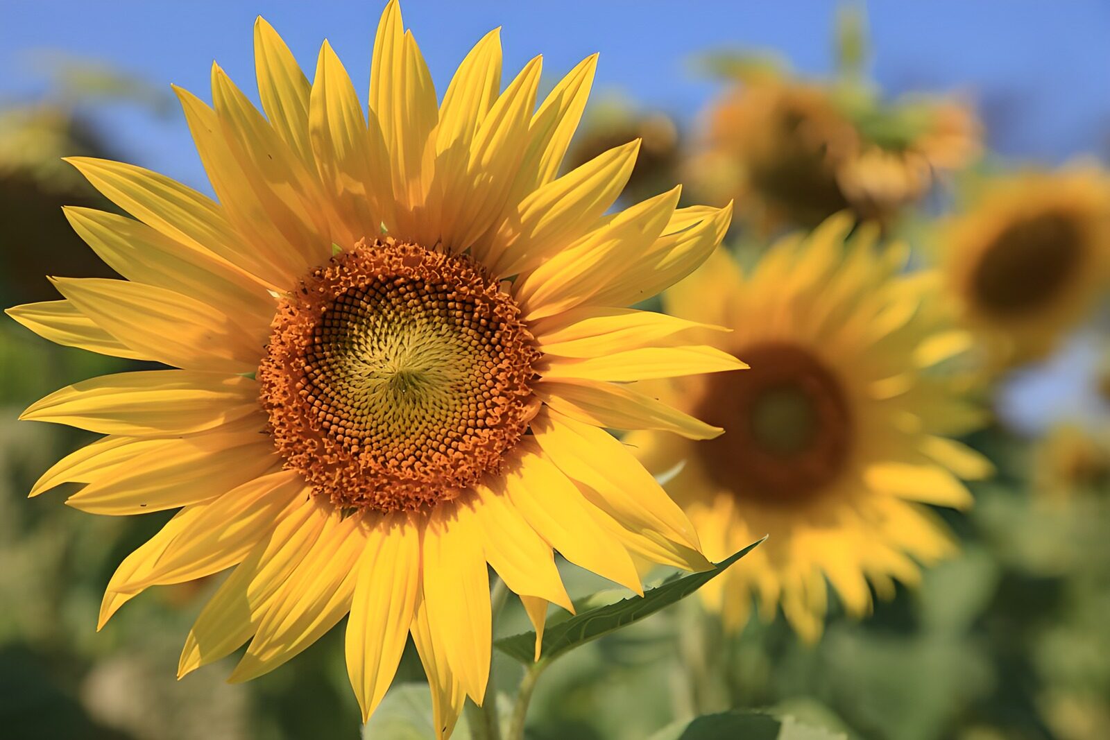 TPDE95781: Blick auf zahlreiche Sonnenblumen