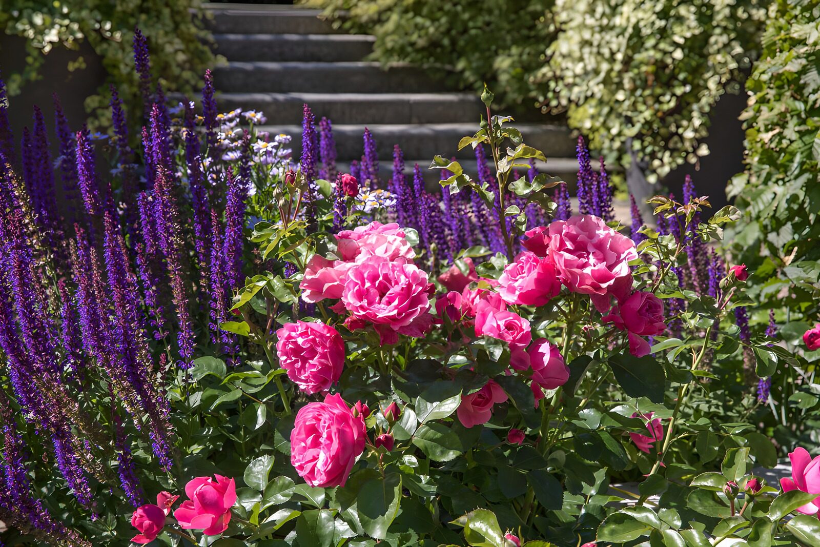 TPDE98861: Bunte Blüten im sommerlichen Garten