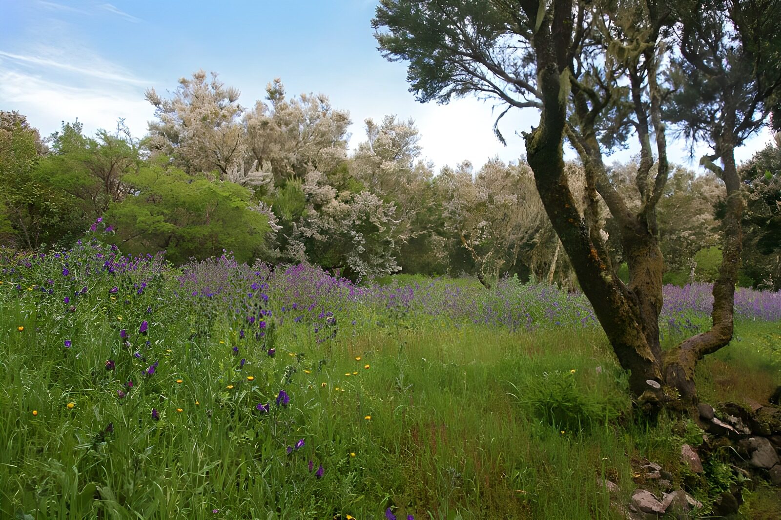 TPDE59090: Blaue Blumen im Frühling auf La Gomera 13
