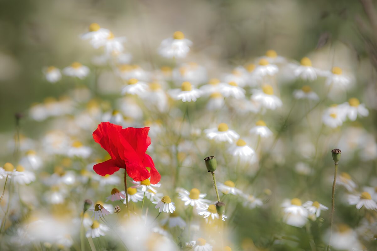 TPDE86370: Rote Mohnblume im Feld der Gänseblümchen