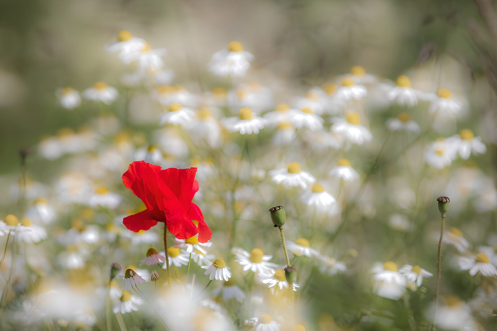 TPDE86370: Rote Mohnblume im Feld der Gänseblümchen
