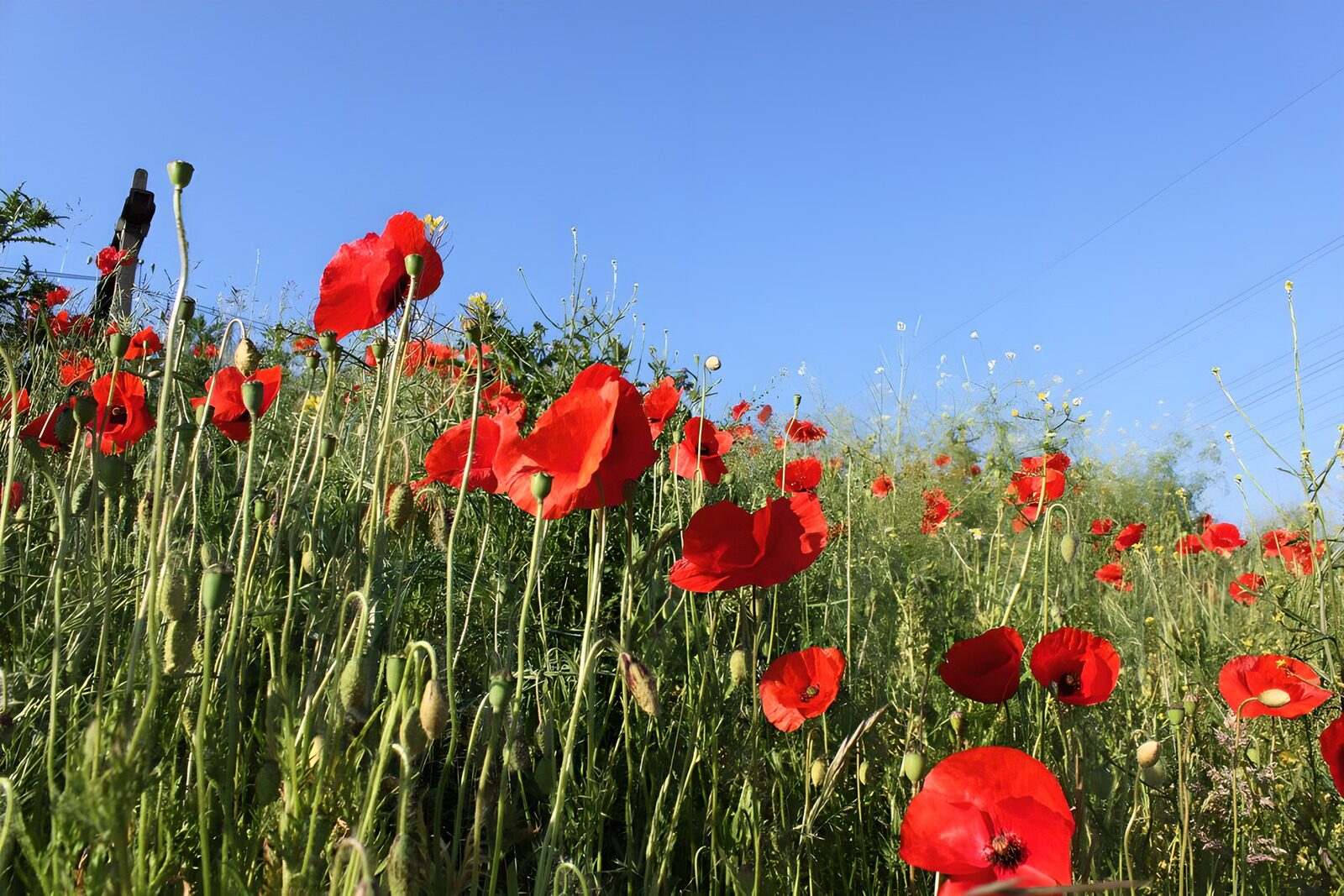 TPDE70027: Feld mit Klatschmohn am Rande eines Feldwegs