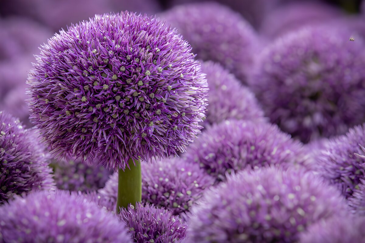 TPDE14066: Purpurne Blumen im Garten