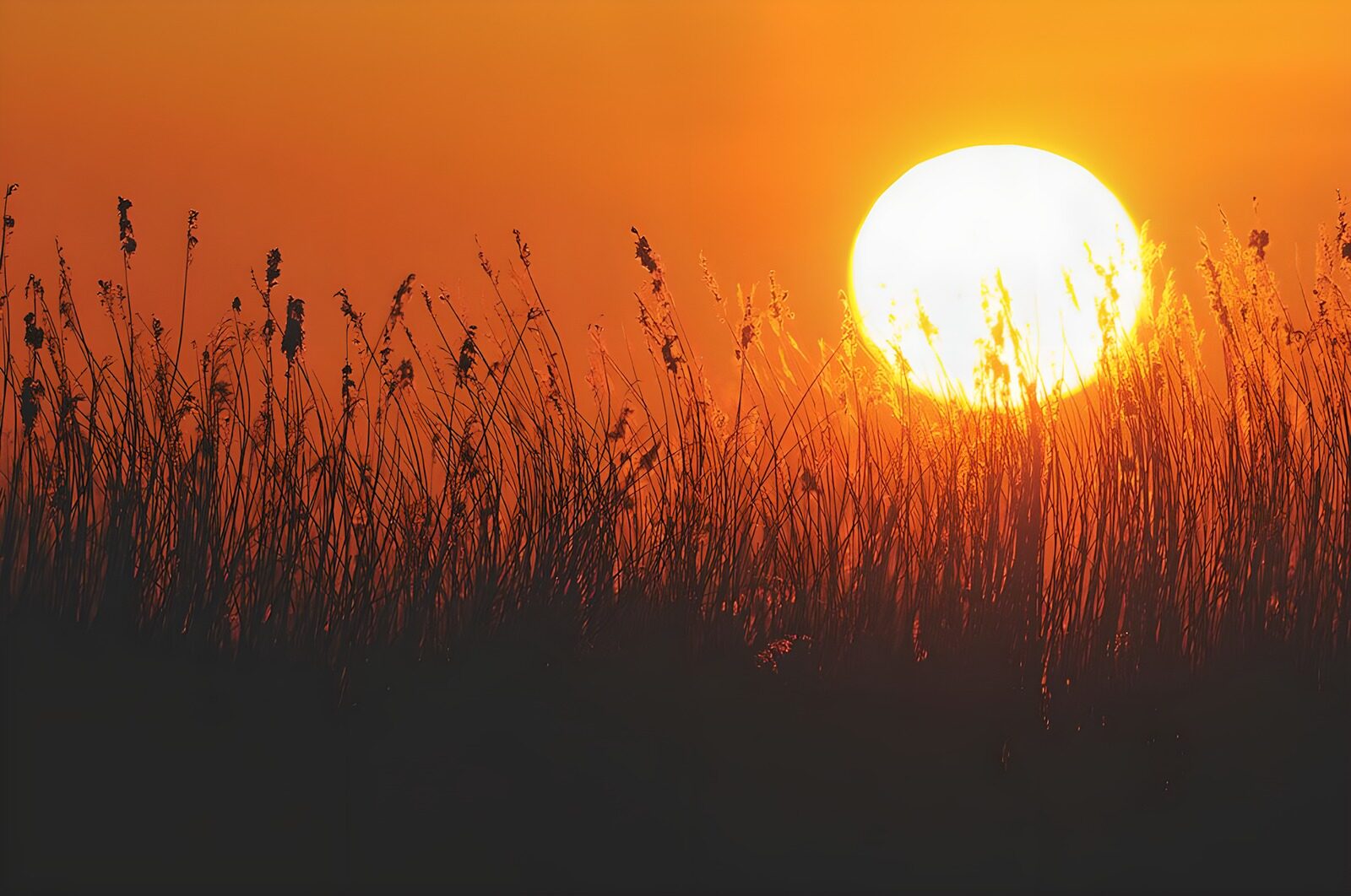 TPDE40842: Sonnenuntergang durch Getreide