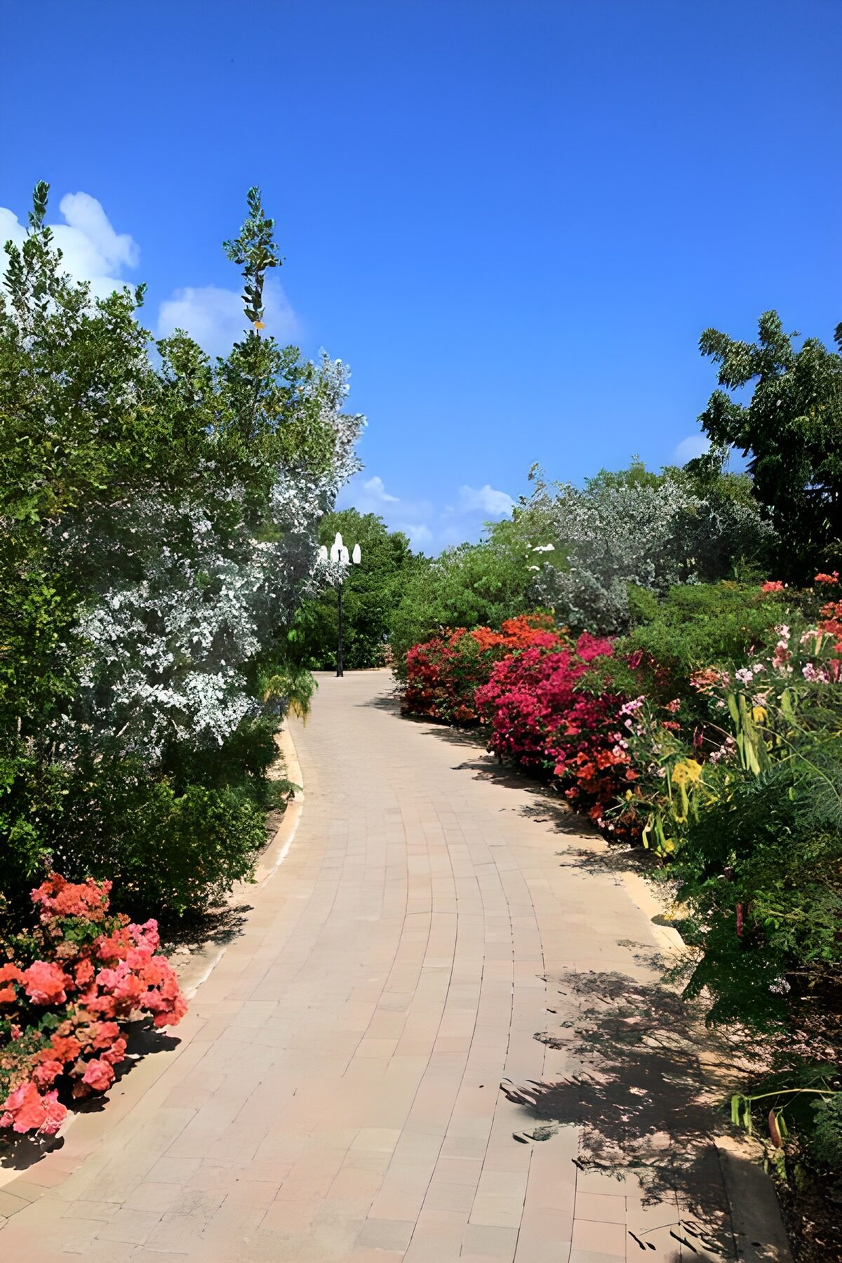 TPDE98048: Wanderweg mit Bodendeckern, Blumen und Pflanzen an einem schönen Sommertag
