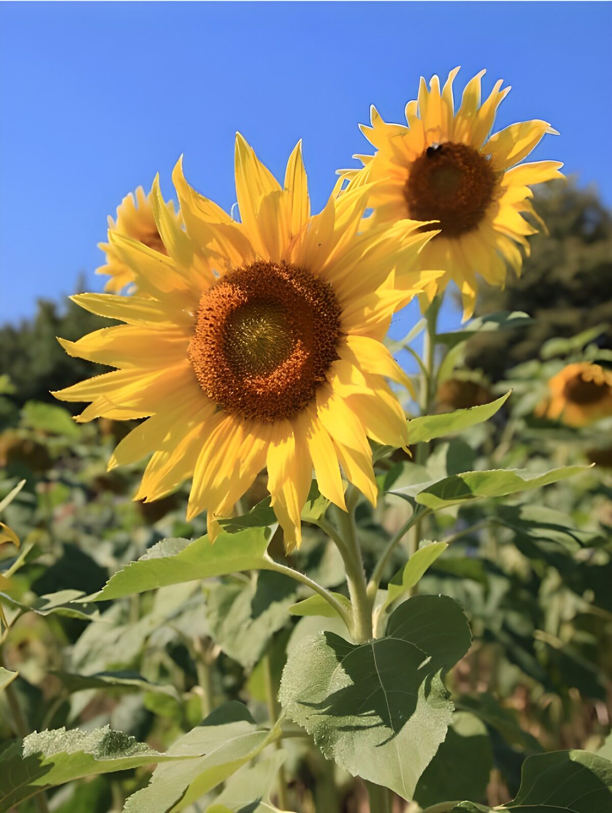 TPDE85197: die Sonnenblume als Symbol für den Hochsommer