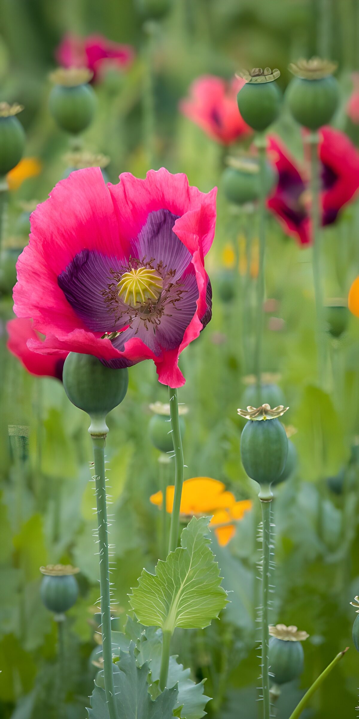TPDE63349: Bunte Mohnblüten im Frühling