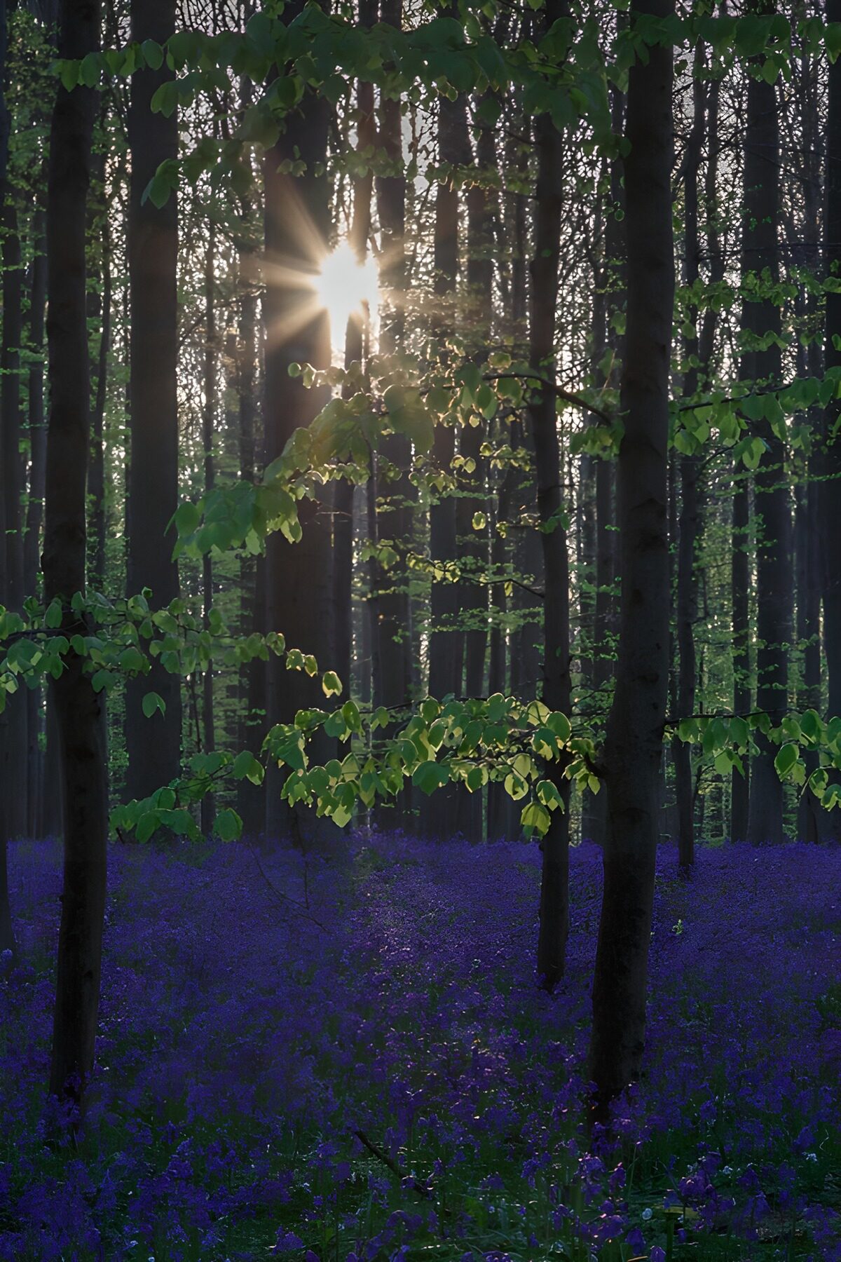 TPDE41075: Sonnenstrahlen im blühenden Wald