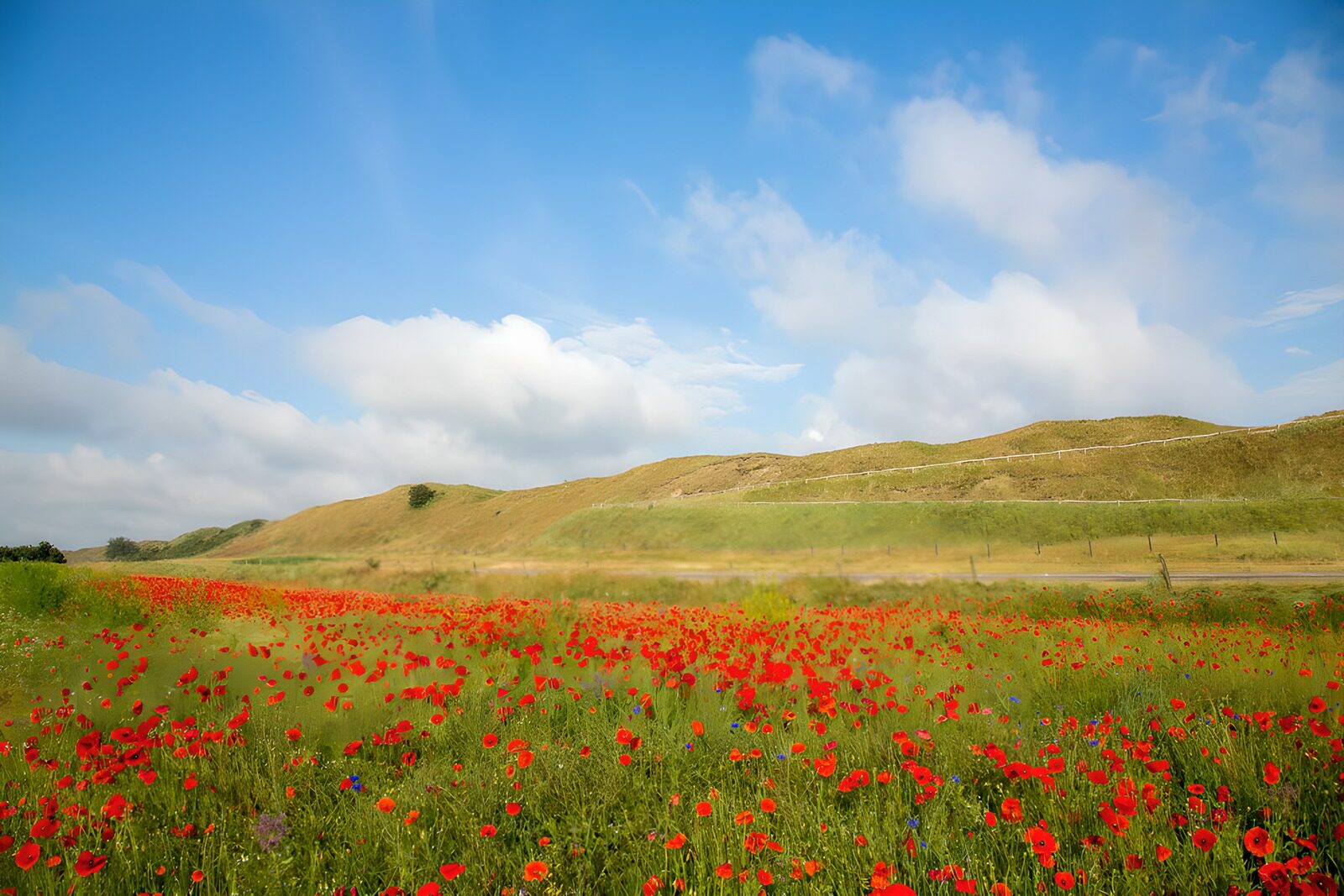 TPDE55821: Blütenfeld mit Mohnblumen und Himmel