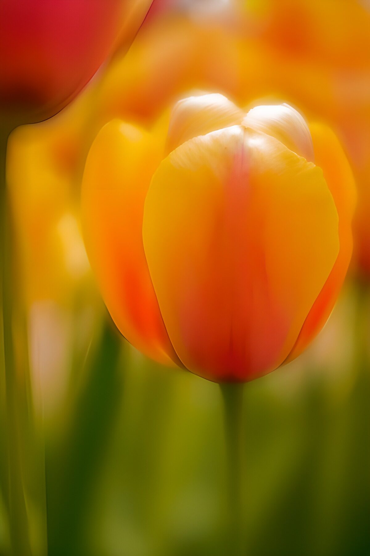 TPDE81620: Farbenfrohe Tulpe im Sonnenlicht