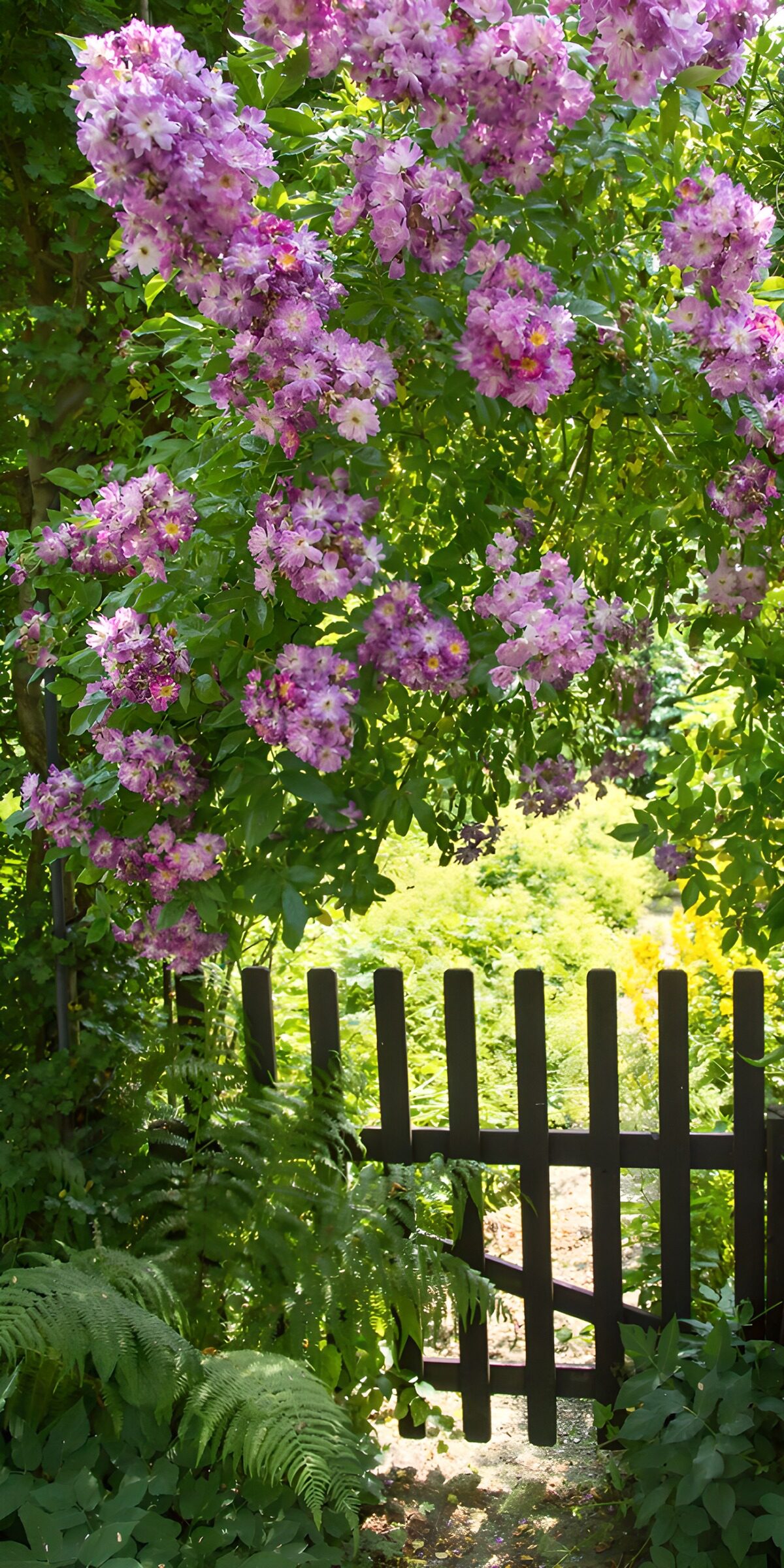 TPDE88121: Blühender Garten mit Holzzaun