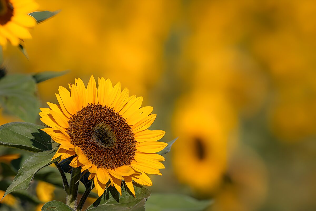TPDE97781: Sonnenblume im Fokus