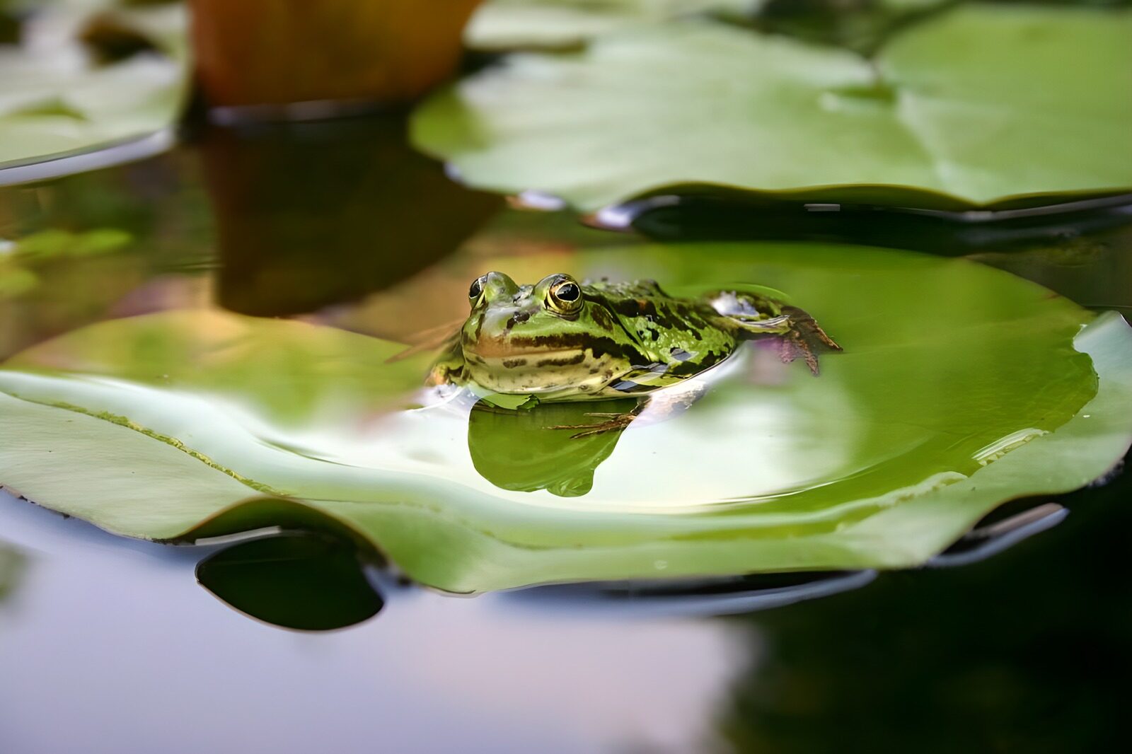 TPDE10187: Frosch auf dem Blatt einer Seerose