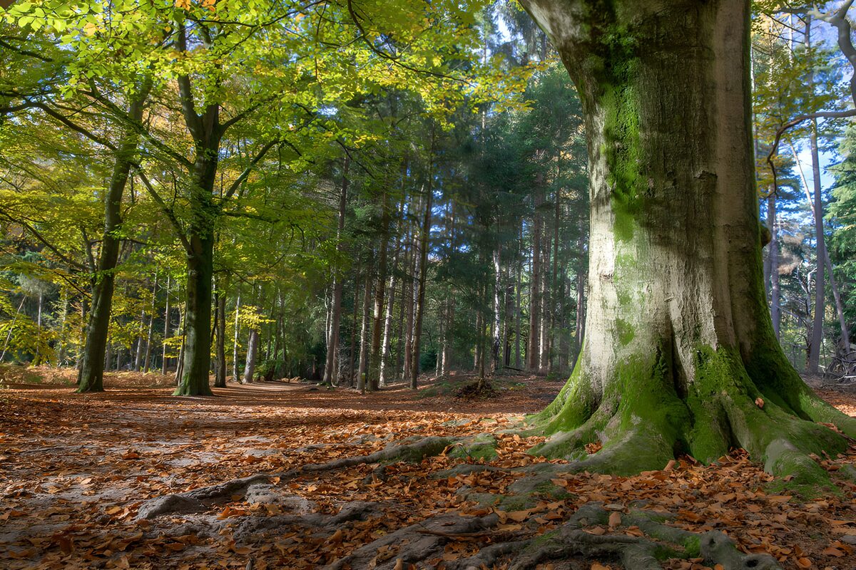 TPDE54099: Herbstlicher Wald mit alten Bäumen