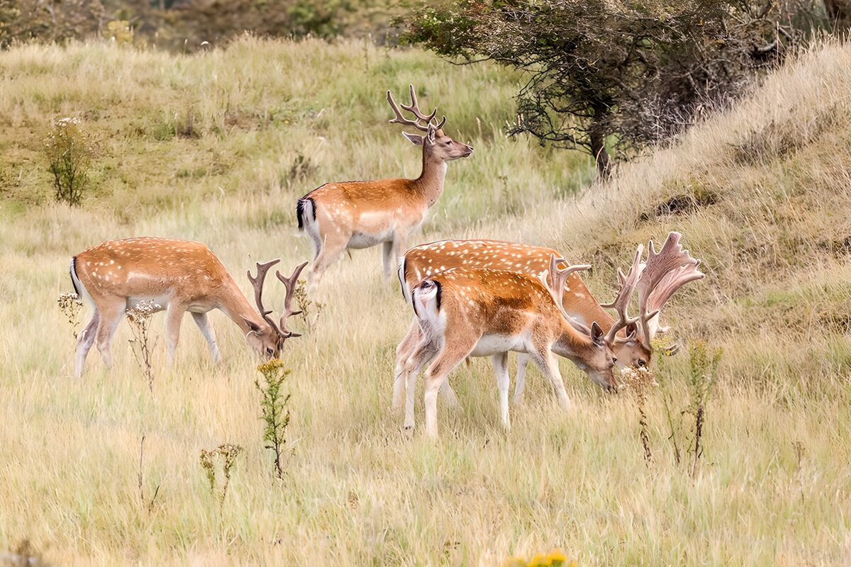 4  Hirsche mit Schaufelgeweih auf der Heide