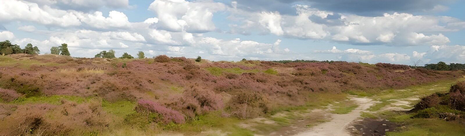 TPDE63344: eine der Landschaften im niederländischen Nationalpark 'de Veluwe'