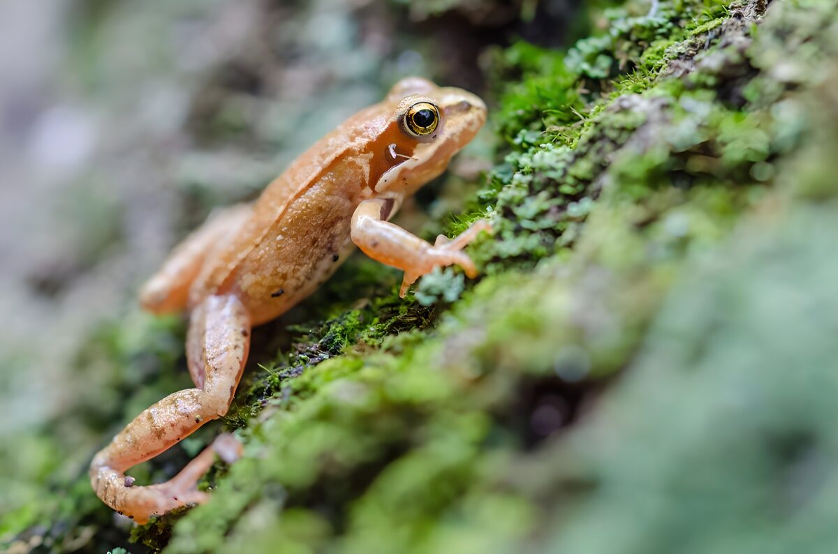 brauner Frosch auf einem Baumstamm