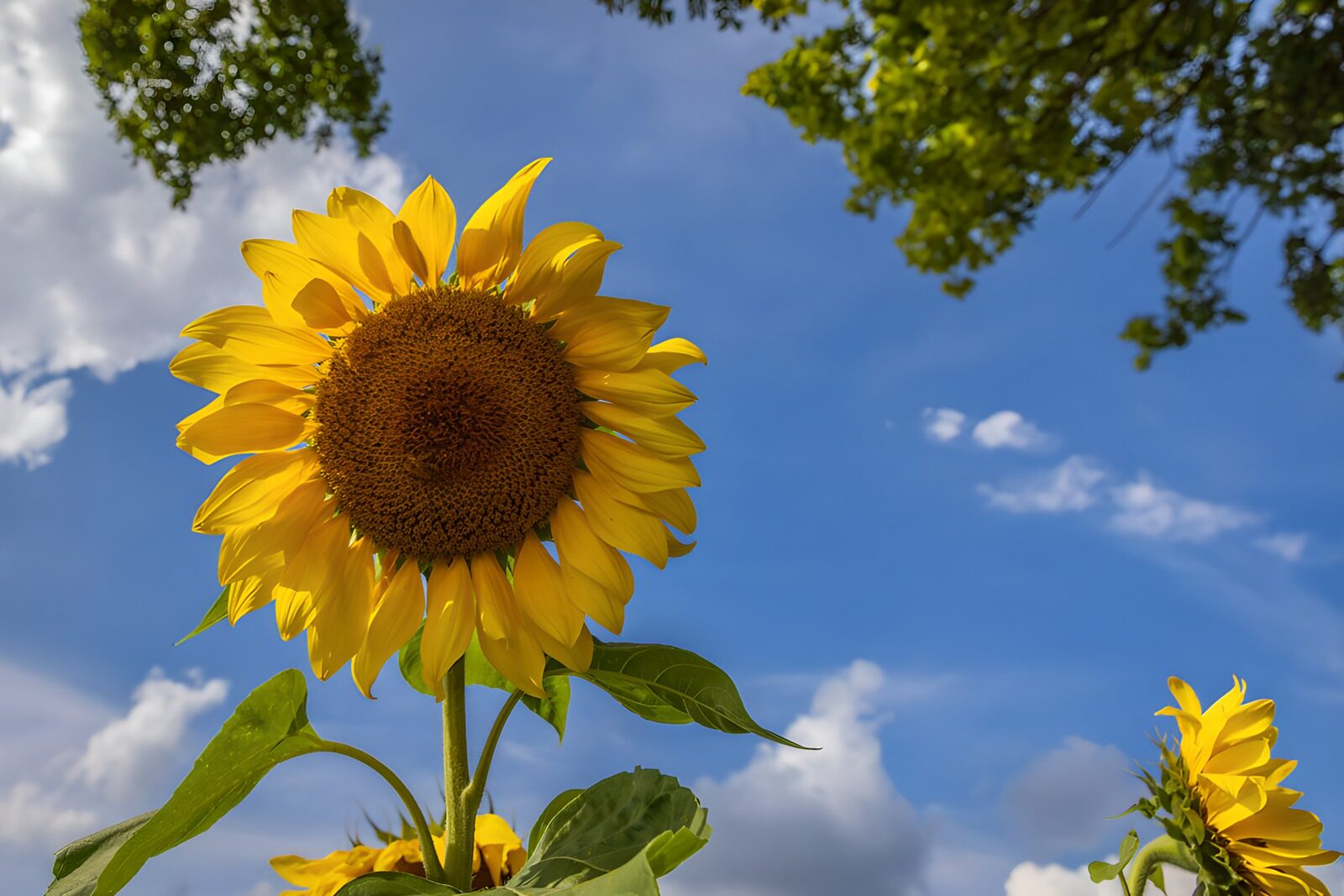 TPDE36289: Strahlende Sonnenblume unter blauem Himmel