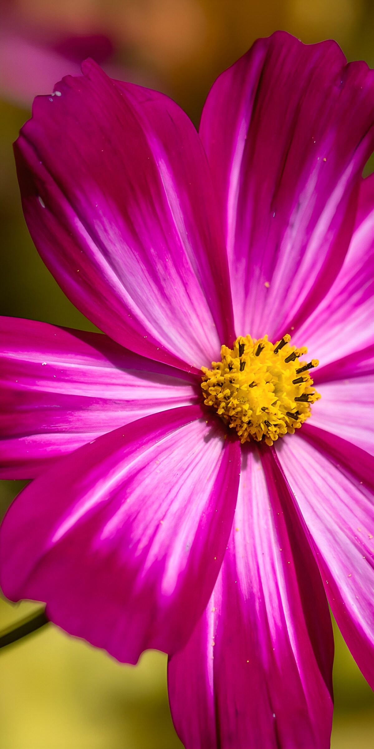 Strahlende pinke Blüte im Sonnenlicht