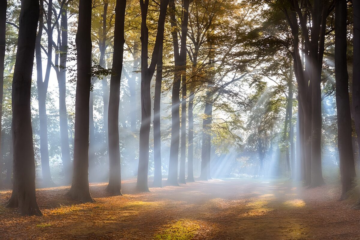 Strahlenbüschel auf einen Wanderweg durch einen Wald 