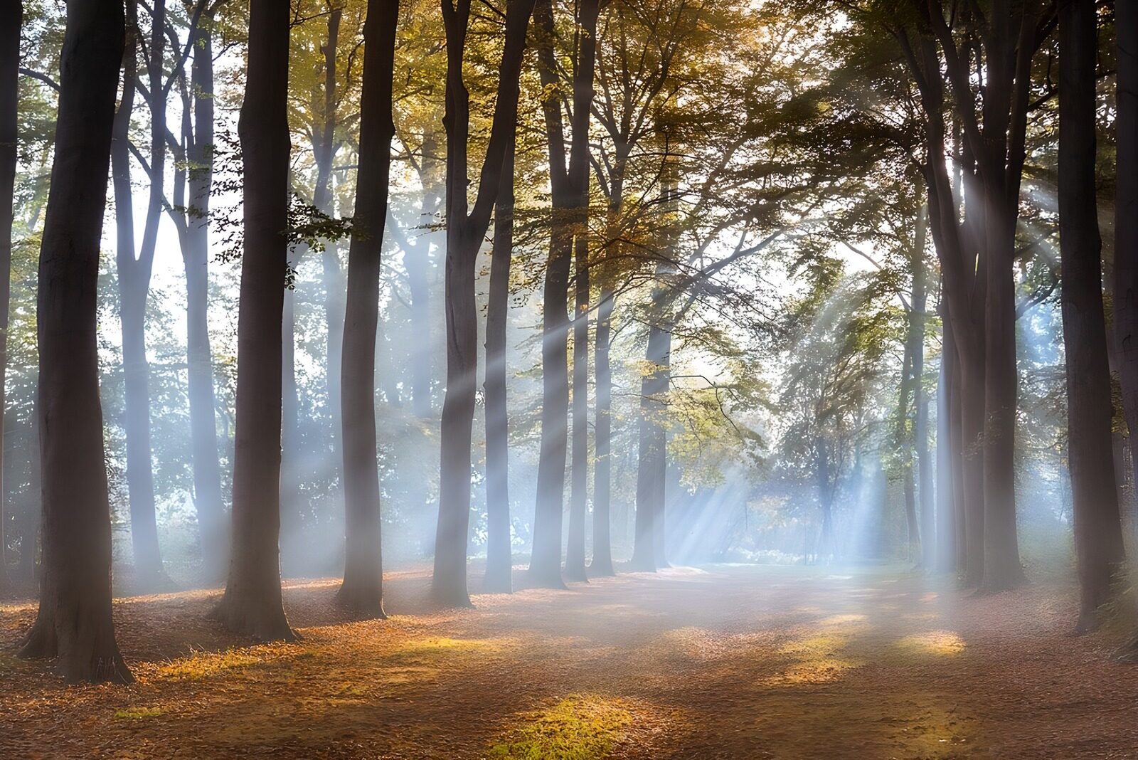 TPDE48709: Strahlenbüschel auf einen Wanderweg durch einen Wald 