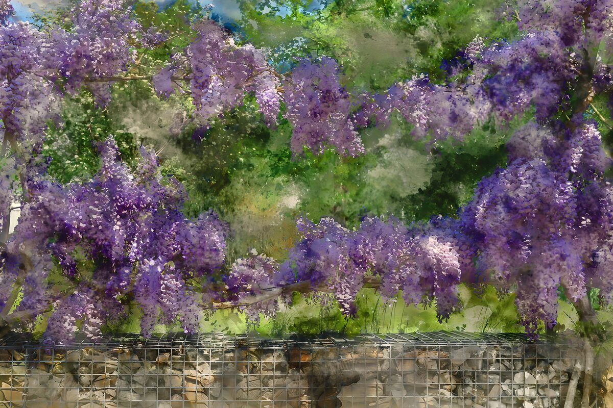 TPDE89270: Blühende Glyzinien im Garten