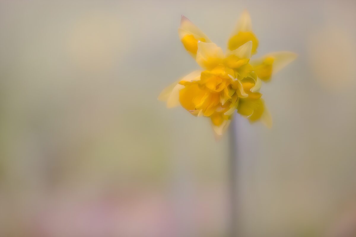 Gelbe Blume im sanften Licht
