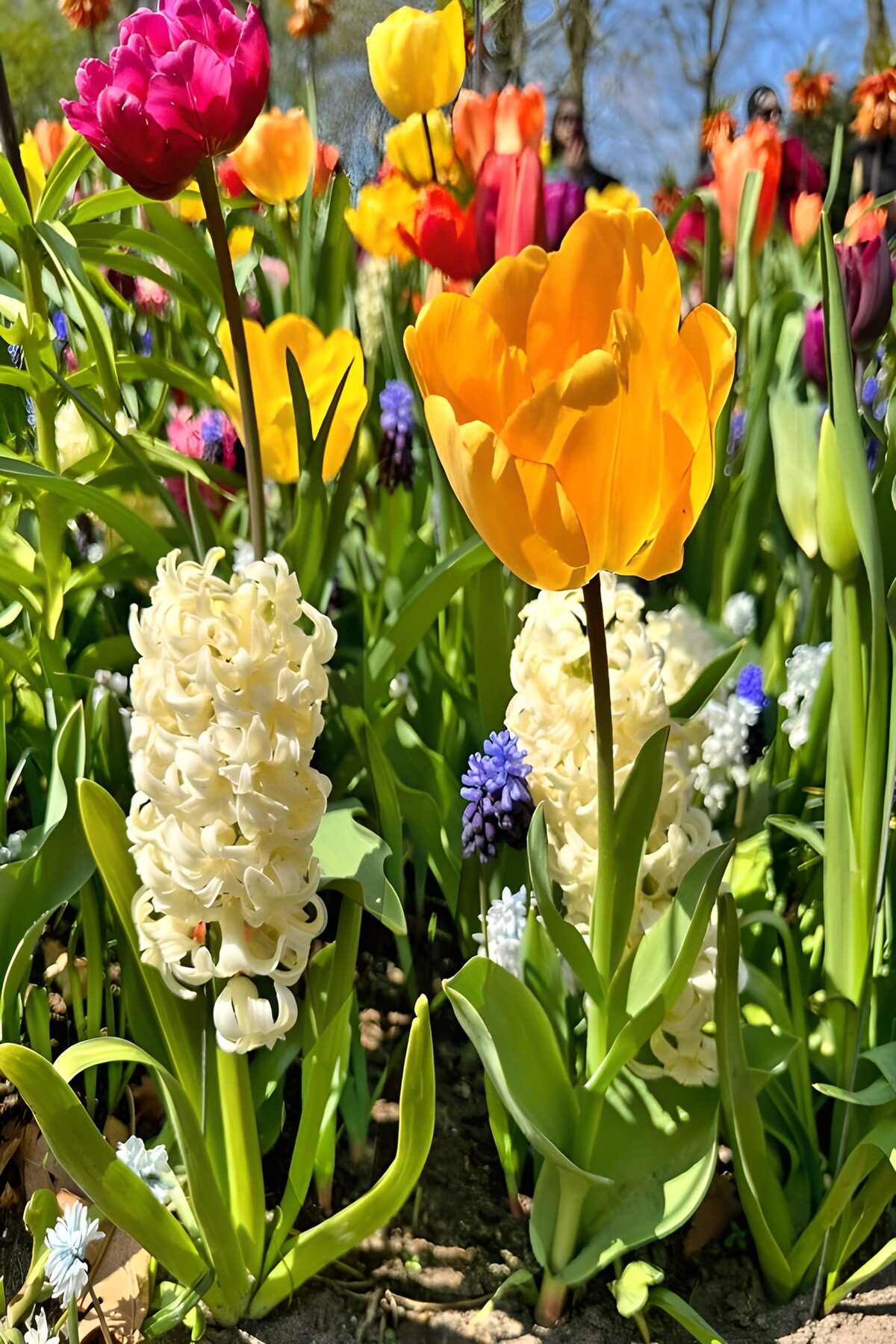 Bunte Frühlingsblumen im Garten
