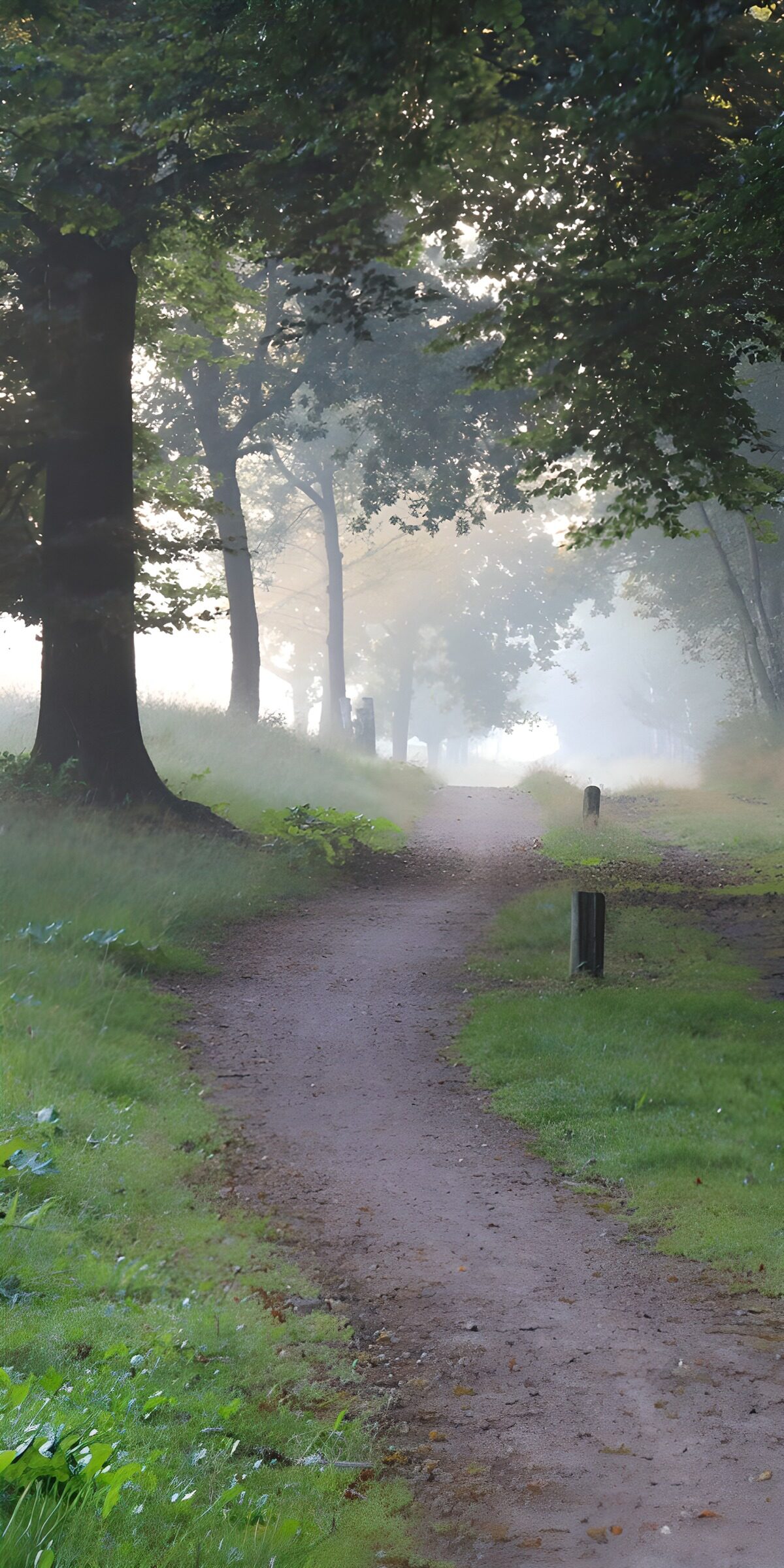 Mystischer Waldweg in der Morgendämmerung