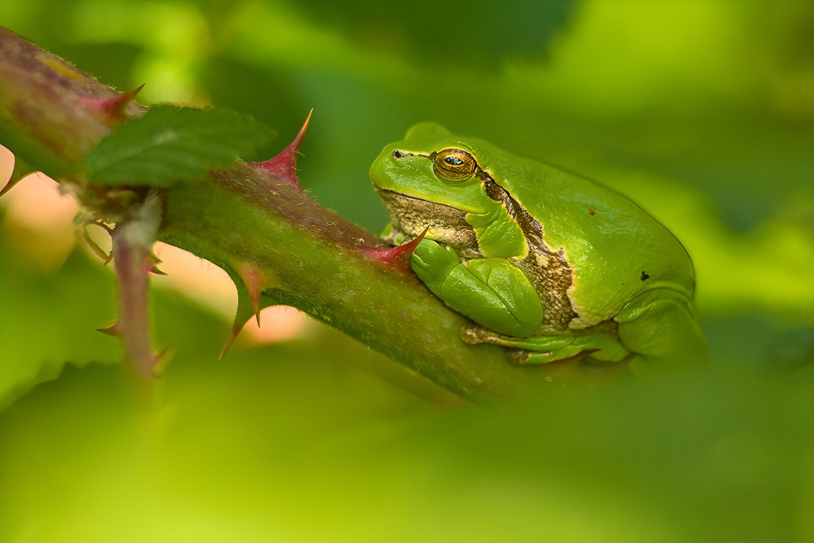 TPDE55695: Grüner Frosch auf einem Dornbusch