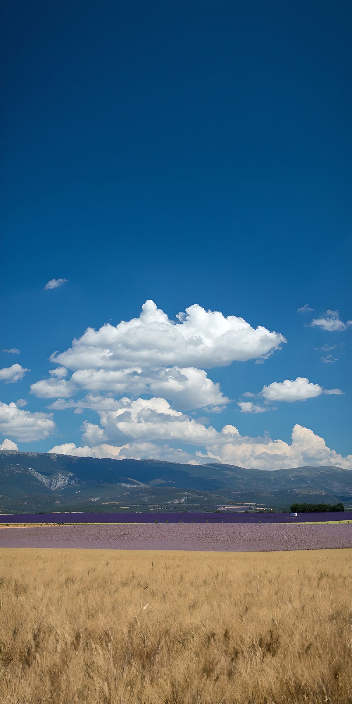TPDE80107: Lavendelfelder unter blauem Himmel