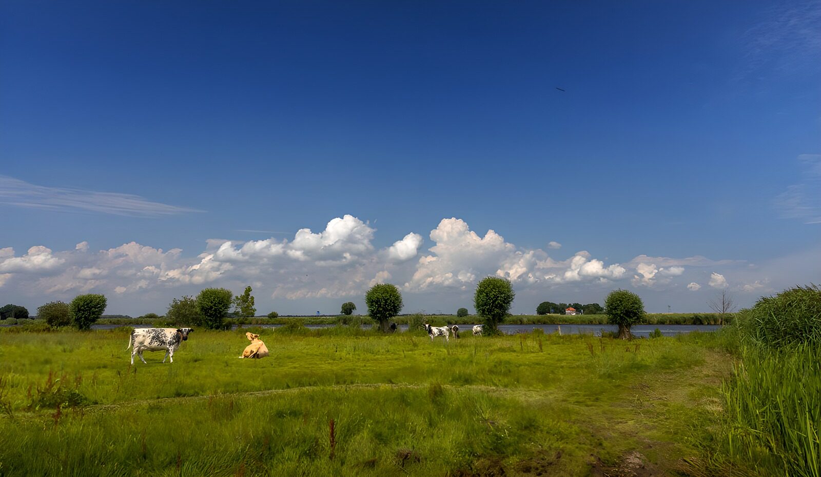 TPDE69711: Idylle auf der Wiese mit Kühen