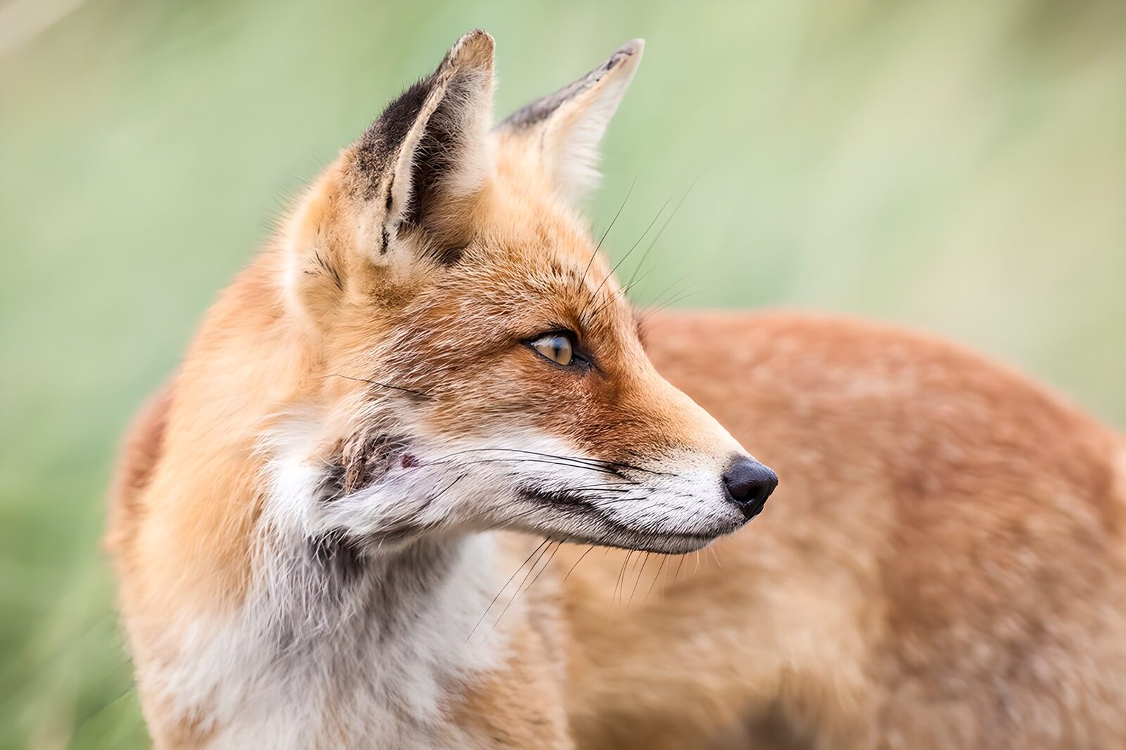 TPDE58941: ein Rotfuchs hält Ausschau