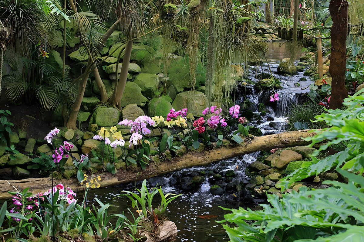 TPDE99238: Mit Orchideen bewachsenem Baumstamm und ein Wasserfall im Hintergrund