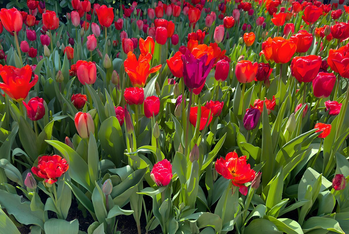 TPDE56527: Farbenpracht der Tulpenblüten
