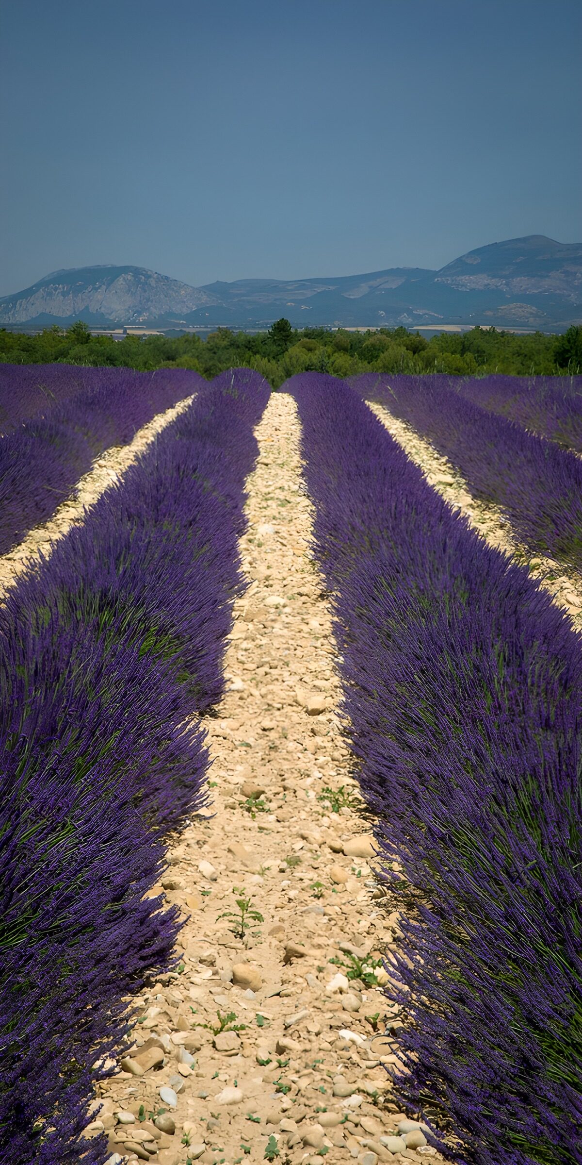 TPDE26631: Lavendelfelder in der Provence