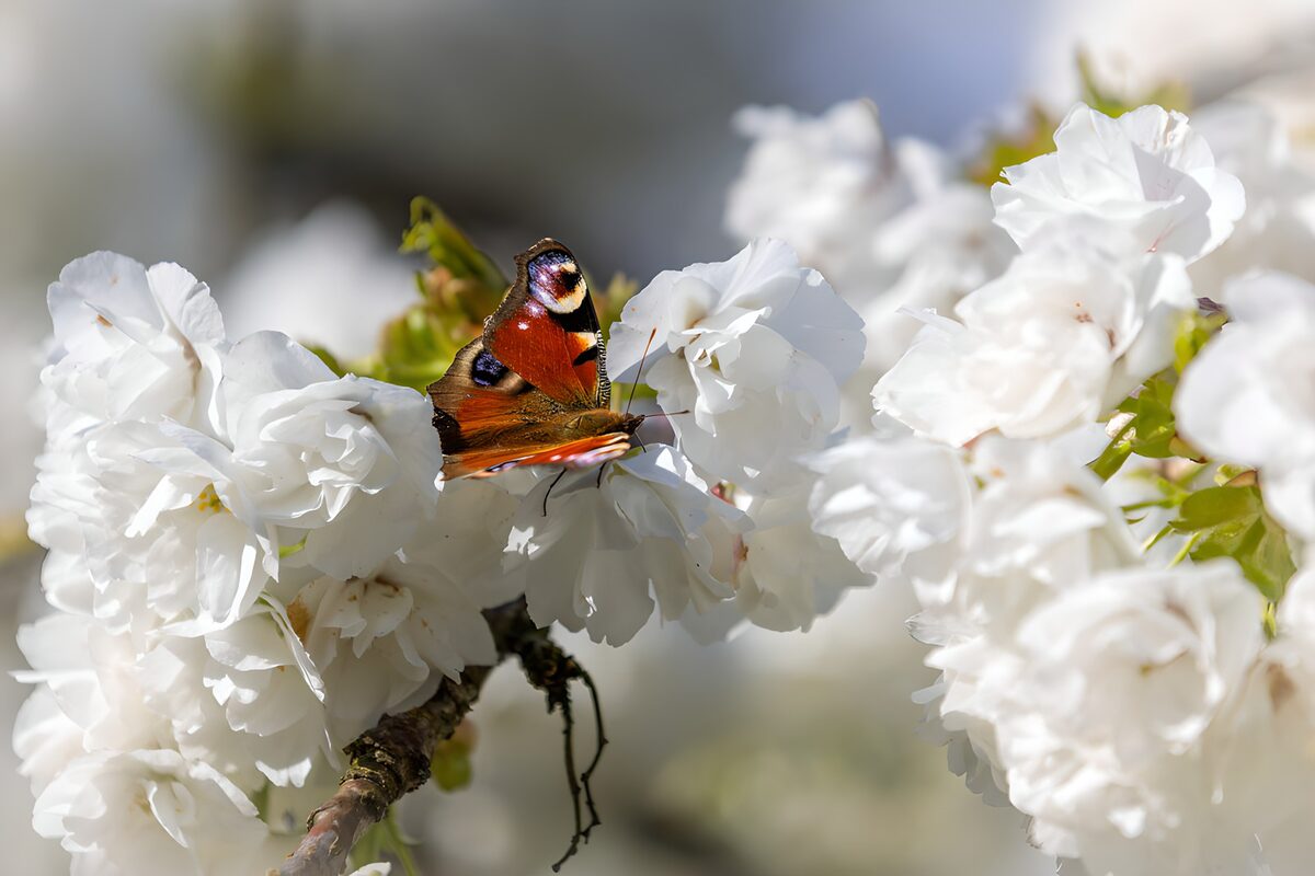 TPDE74655: Schmetterling auf weißen Blüten
