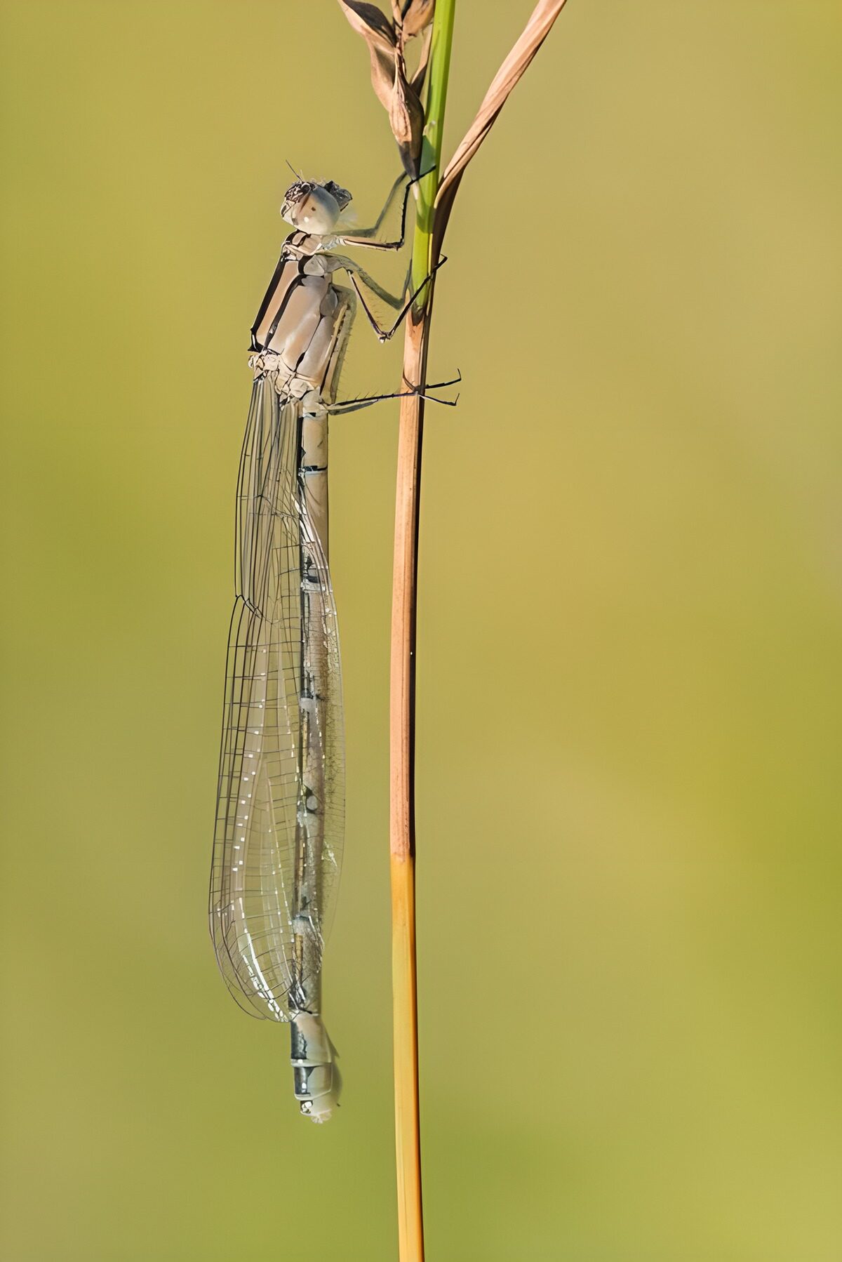 ein Wasserjungfer mit glasklaren Flügel auf einem Blütenstiehl