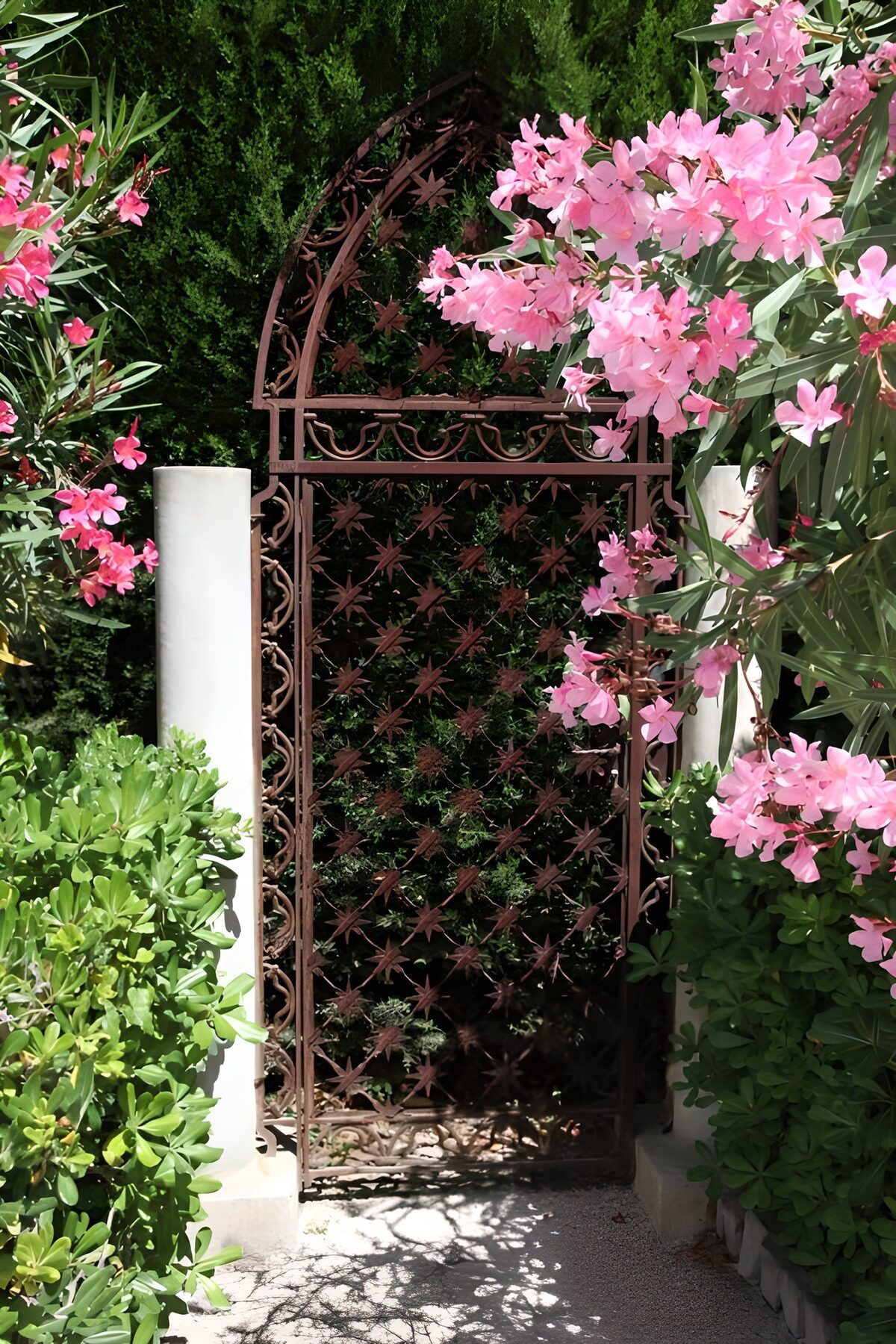 TPDE30560: rosa Blüten über einer schmiedeisernen Gittertür 