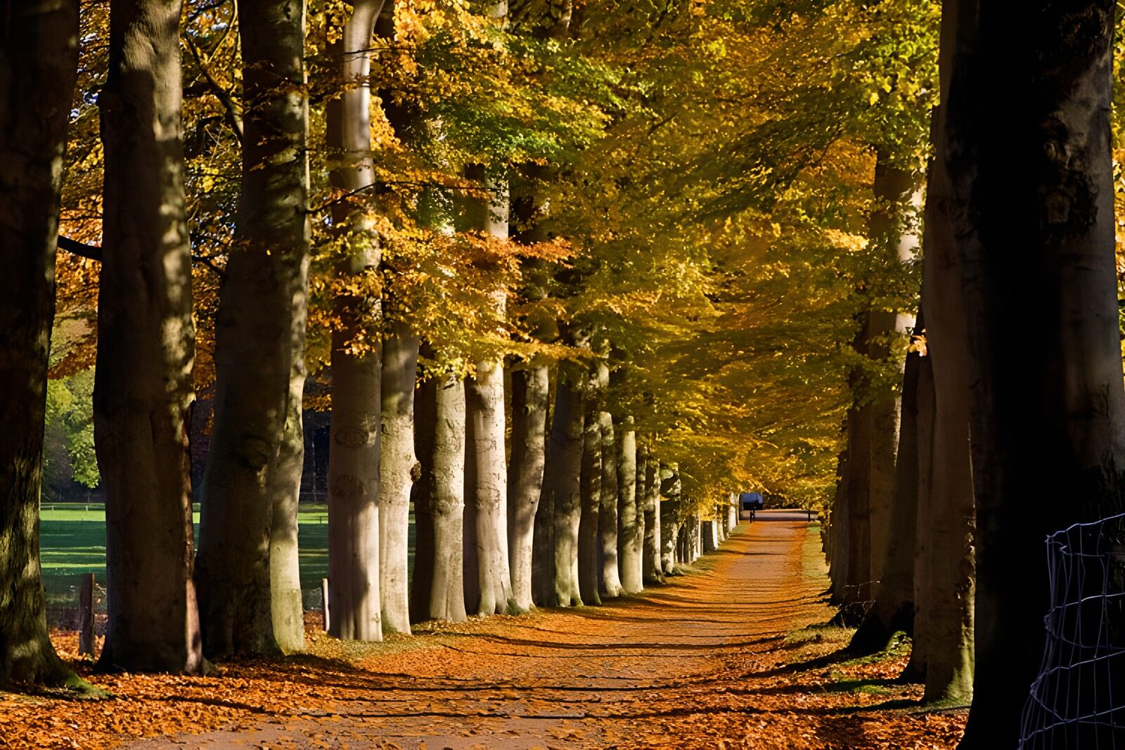 TPDE73896:  Eine Buchenallee in den Gelb- und Brauntönen vom Herbst