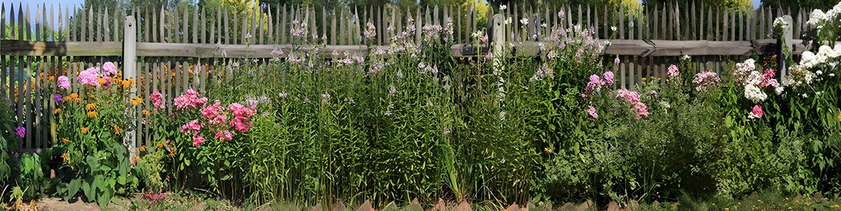 TPDE46094: rosafarbene Blumen vor einem hölzernen Zaun um einen Garten herum