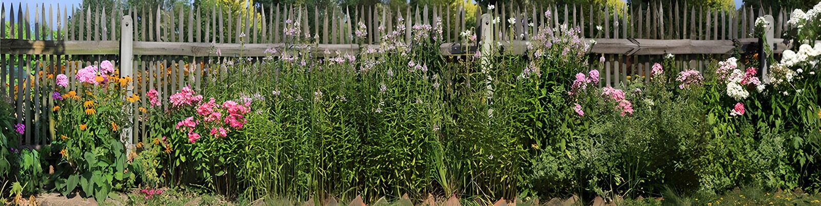 TPDE46094: rosafarbene Blumen vor einem hölzernen Zaun um einen Garten herum