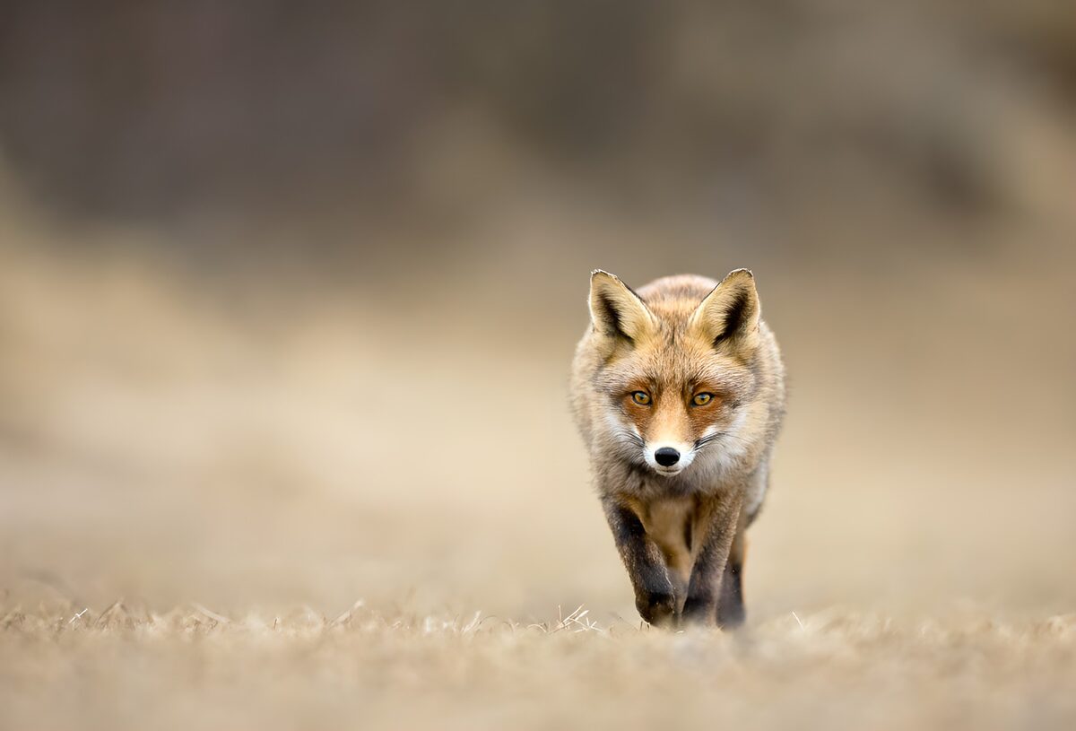TPDE29599: Verschmitzter Fuchs im Freien
